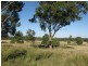 Peak Hill NSW 2869