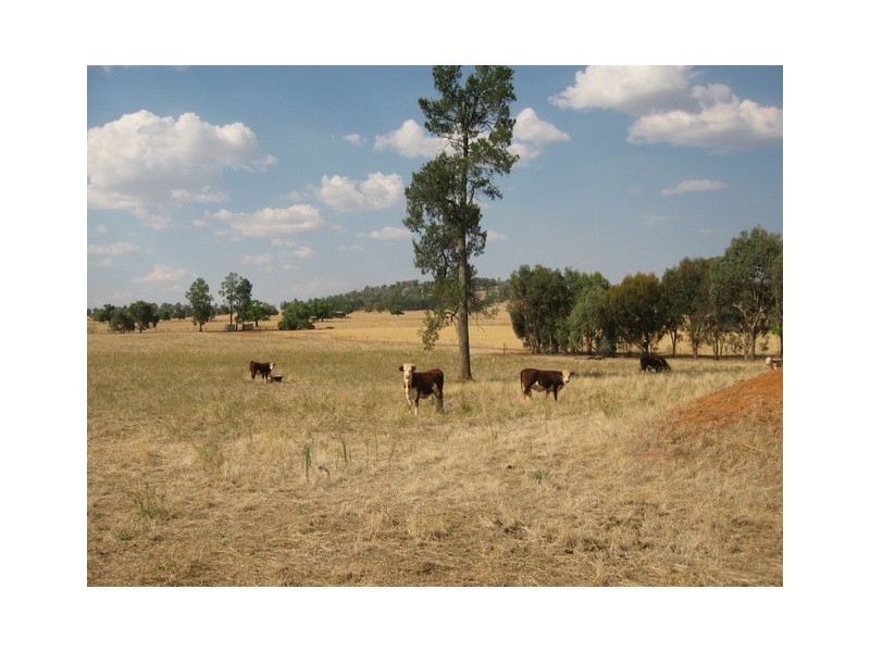 79 Maguire Road, Parkes NSW 2870