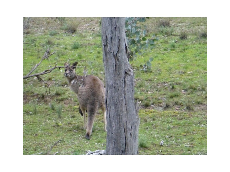 Eugowra NSW 2806