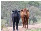 Eugowra NSW 2806