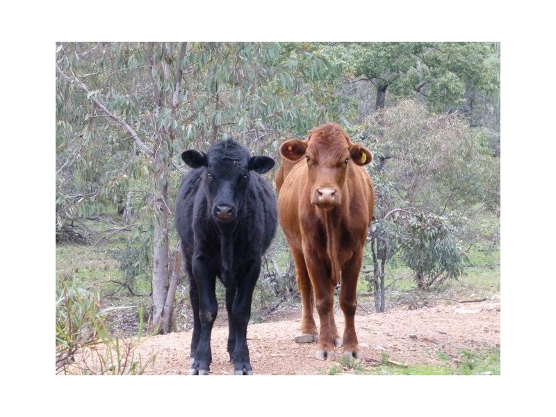 Eugowra NSW 2806