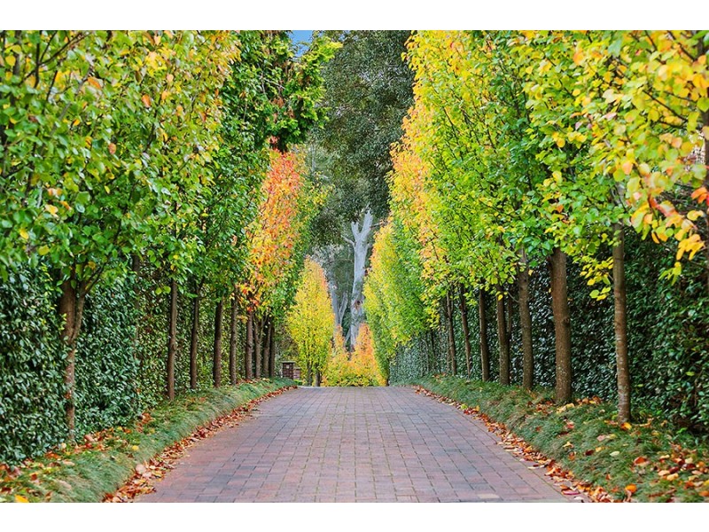 29B Ada Avenue, Wahroonga NSW 2076