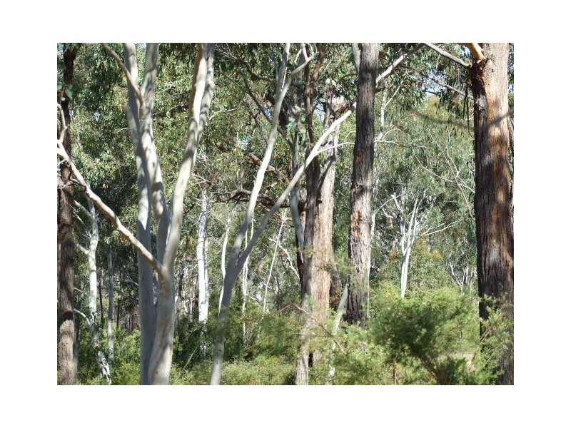 6652 Boundary Road, Buxton NSW 2571
