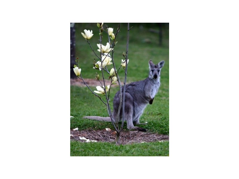 128 Bonds Road, Thirlmere NSW 2572