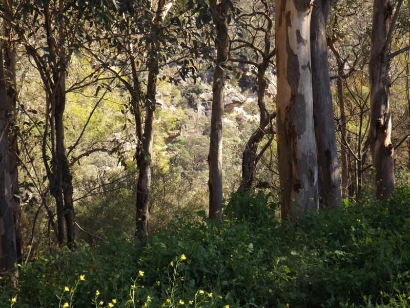 145 Charles Road, Pheasants Nest NSW 2574