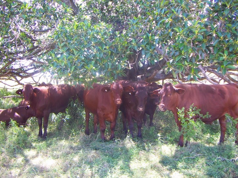 Irongate QLD 4356