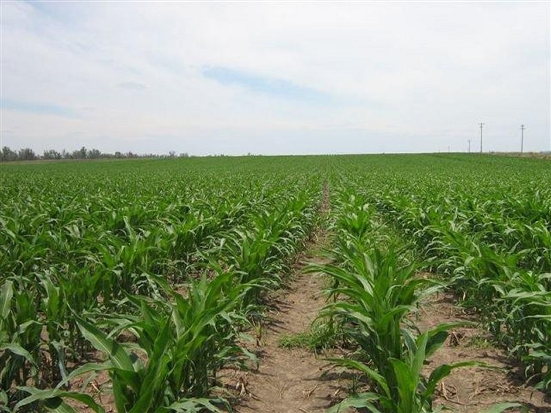 Mundubbera  Rural Property, Mundubbera QLD 4626