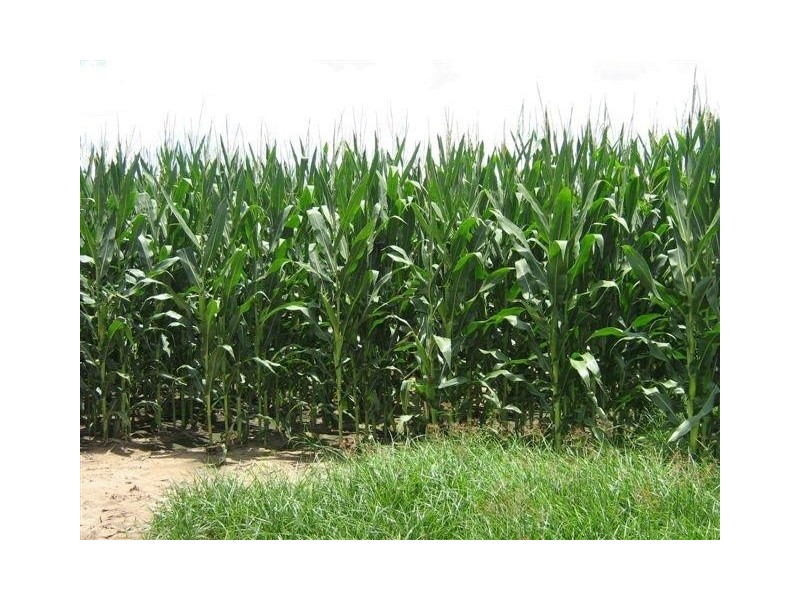 Mundubbera  Rural Property, Mundubbera QLD 4626