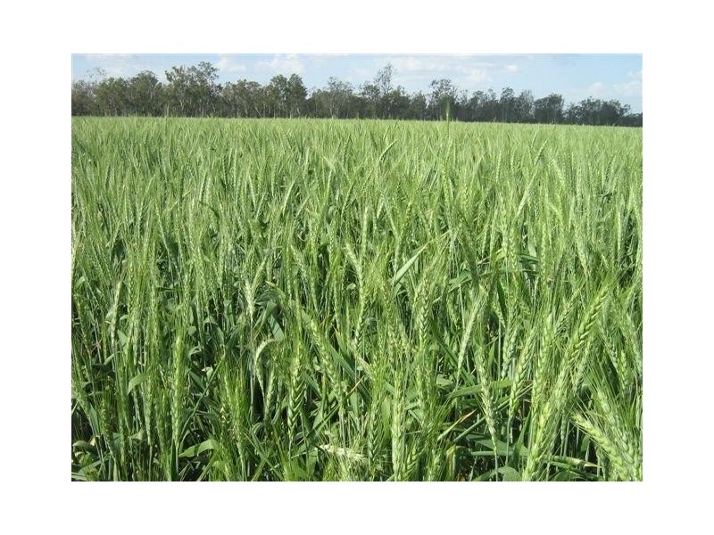 Mundubbera  Rural Property, Mundubbera QLD 4626