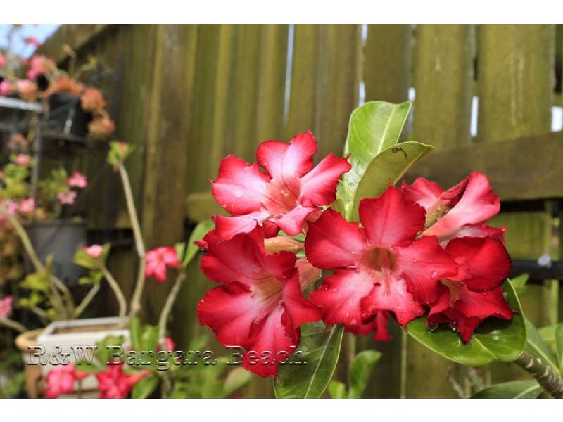 9 Moore Street, Burnett Heads QLD 4670