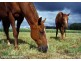 Bundaberg QLD 4670