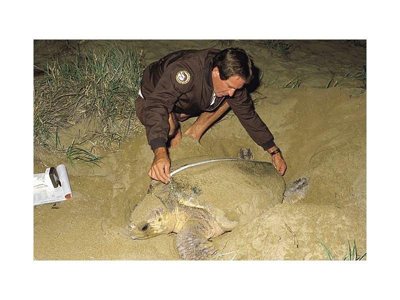 10 Doctor Street, Burnett Heads QLD 4670