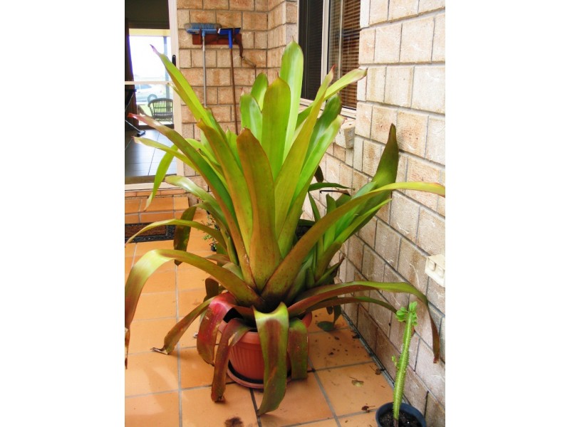 87 Shelley Street, Burnett Heads QLD 4670