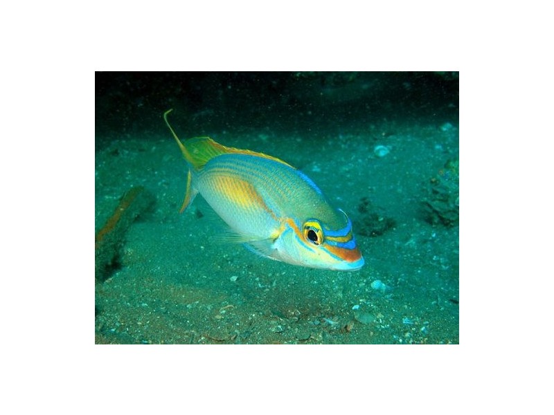 78 Poinciana Drive, Innes Park QLD 4670