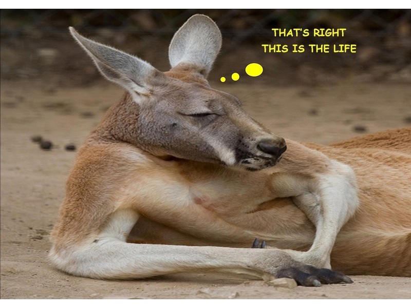 10 Angie Circuit, Innes Park QLD 4670