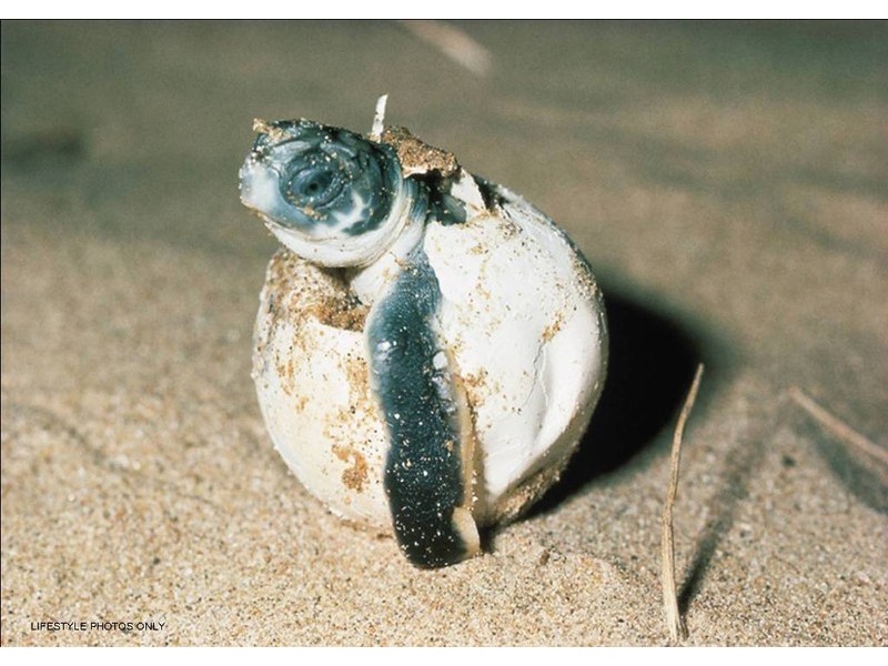 10 Sea Change Court, Bargara QLD 4670