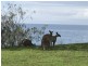42 Bisdee Street, Coral Cove QLD 4670