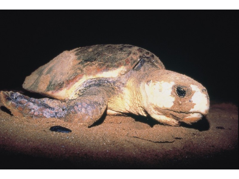 694 Bargara Road, Bargara QLD 4670