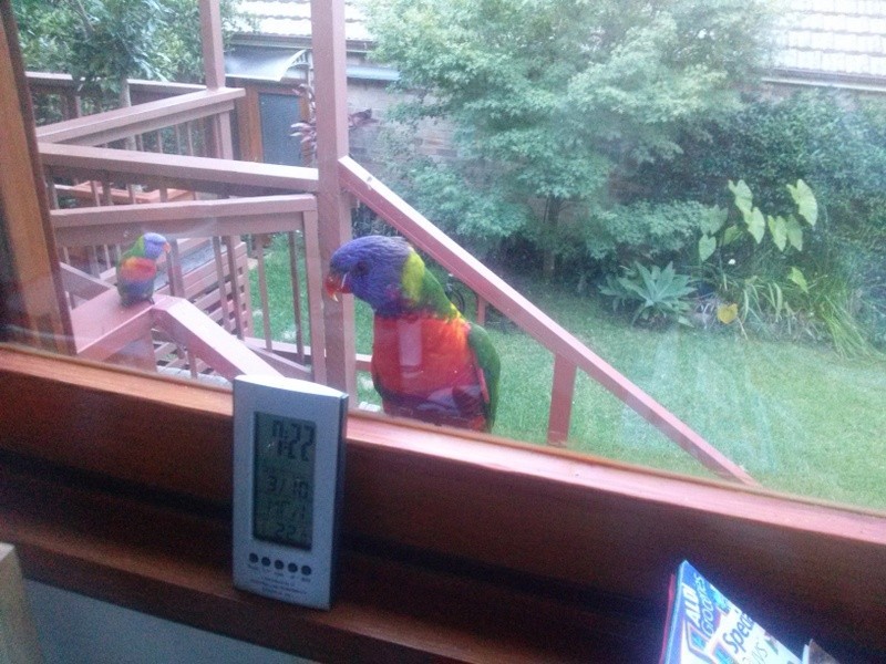 1 Milton St, Chatswood NSW 2067