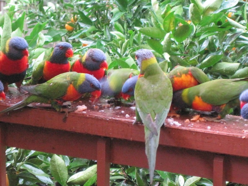 1 Milton St, Chatswood NSW 2067