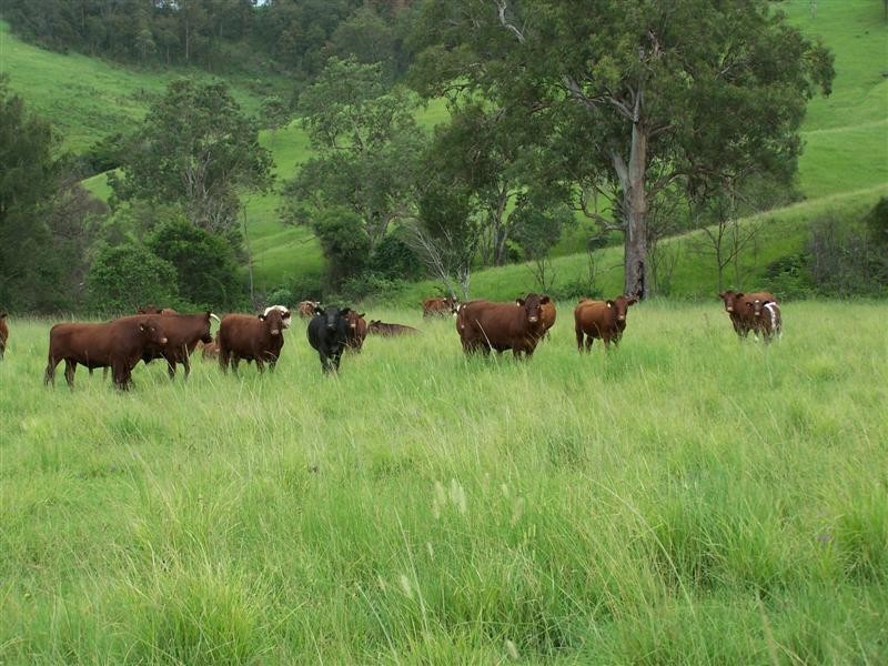 7365 Oxley Highway, Yarras NSW 2446