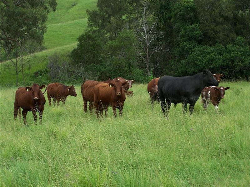 7365 Oxley Highway, Yarras NSW 2446