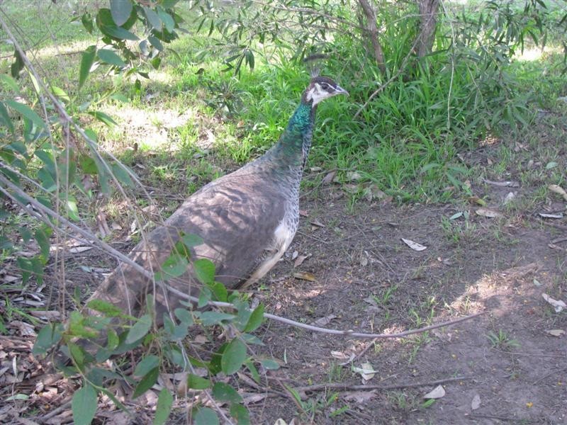 39/78 Greens Road, Lower Portland NSW 2756