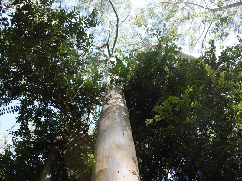 2120C Singleton Road, Colo NSW 2756