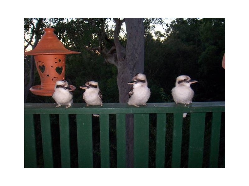 14 Red Gum Crescent, Bowen Mountain NSW 2753