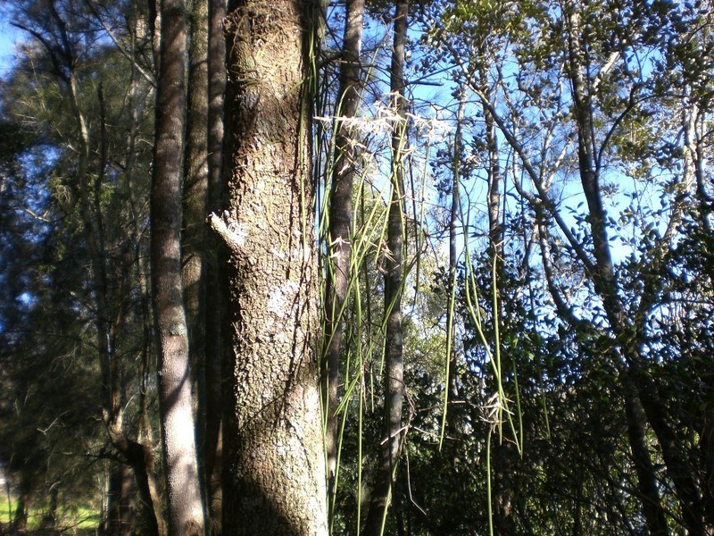 Lower Mangrove NSW 2250