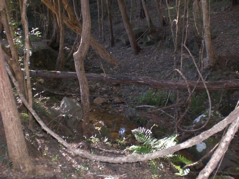 Lower Mangrove NSW 2250