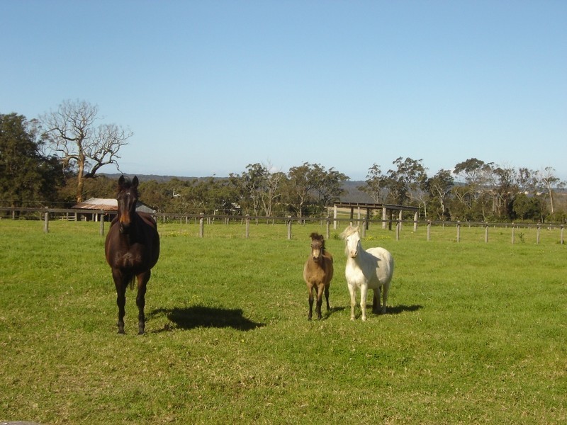 Peats Ridge NSW 2250