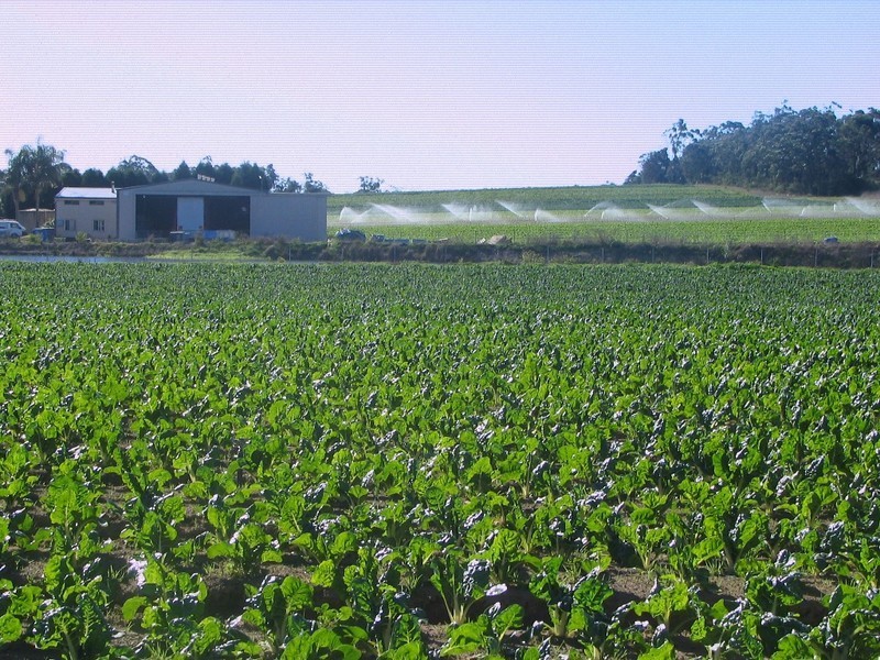 Mangrove Mountain NSW 2250