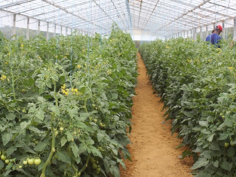 Mangrove Mountain NSW 2250