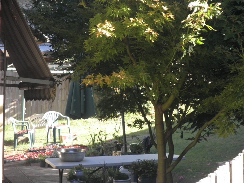 7 Bonar street, Telopea NSW 2117