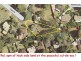 8 Carver Place, Dundas Valley NSW 2117