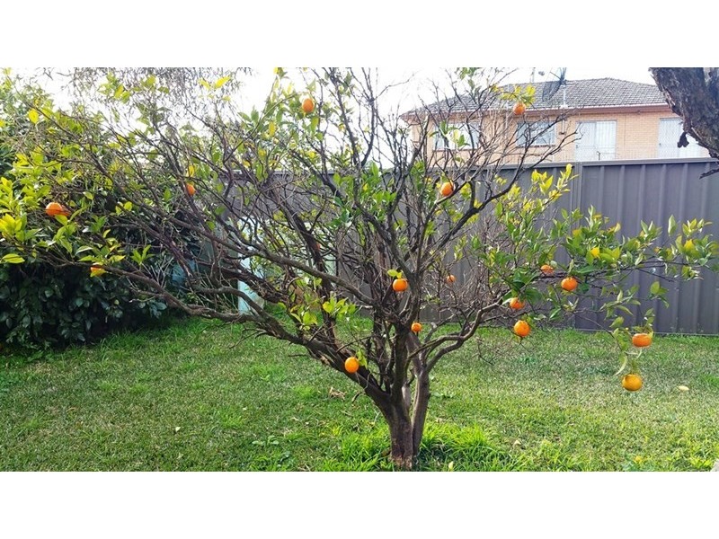 49 PASSEFIELD ST, Liverpool NSW 2170