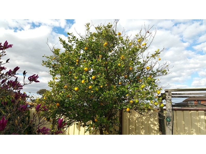 49 PASSEFIELD ST, Liverpool NSW 2170