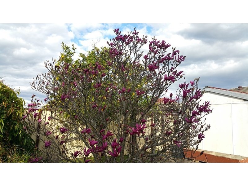 49 PASSEFIELD ST, Liverpool NSW 2170