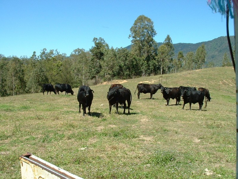 Lot 97 Pittionis Road, Netherdale QLD 4756