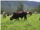 19 Pittionis Rd., Netherdale QLD 4756