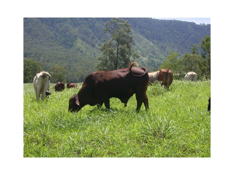 19 Pittionis Rd., Netherdale QLD 4756