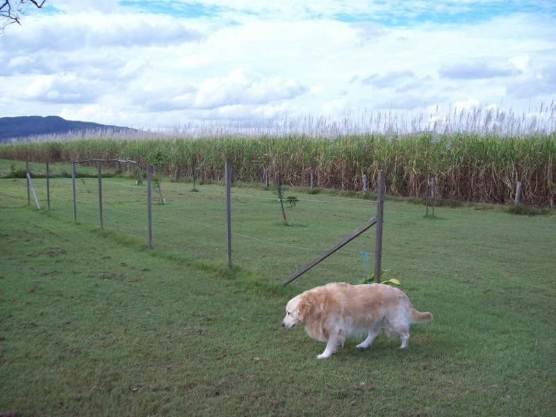 2838 Mackay-Eungella Road, Mirani QLD 4754