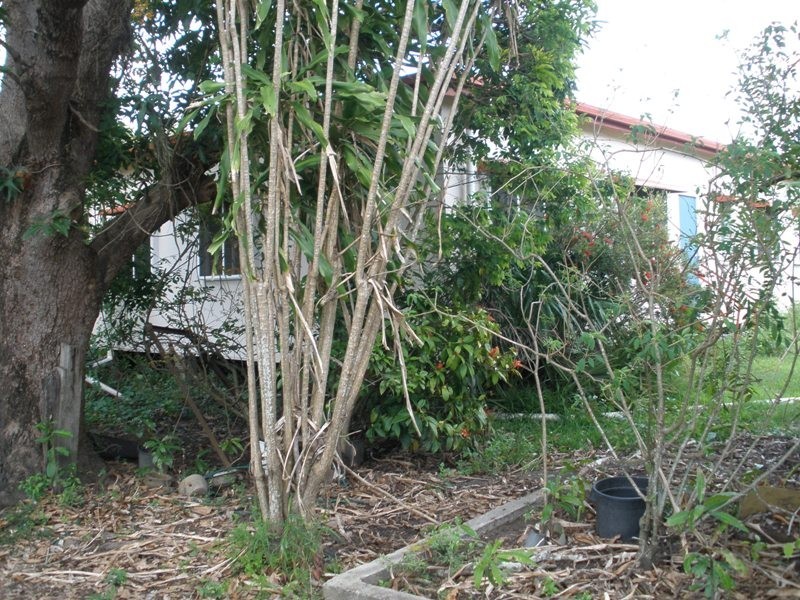 5 Matsen Street, Bakers Creek QLD 4740