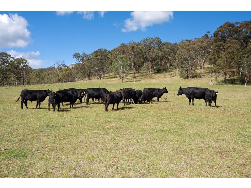 518 Puddledock Road, Armidale NSW 2350