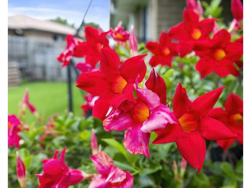 28 Kathrynjane Court, Bellmere QLD 4510