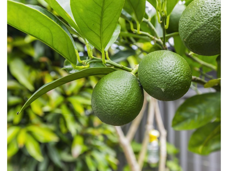 32 Callisia Crescent, Banksia Beach QLD 4507