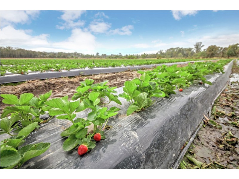 227 Smiths Road, Caboolture QLD 4510