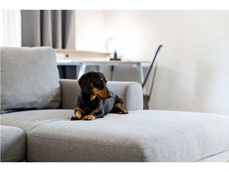 238 Barrett Street, Bracken Ridge QLD 4017