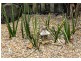 14 Oxford Close, Sippy Downs QLD 4556